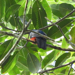 Trogon melanurus