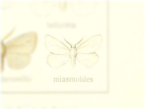 Norape miasmoides