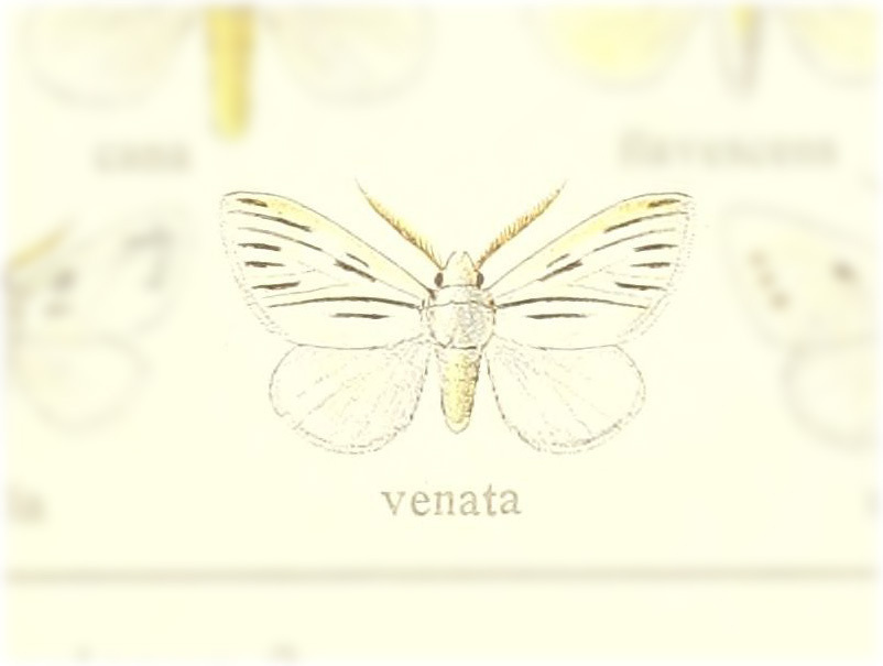 Norape venata