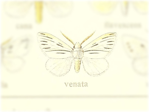 Norape venata