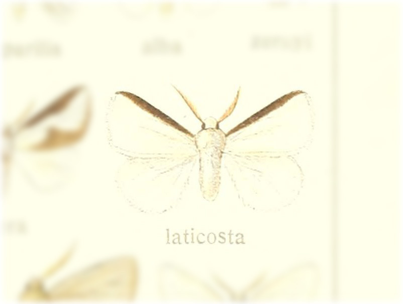 Norape laticosta