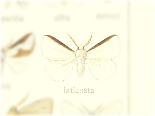 Norape laticosta
