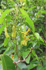 Grewia caffra