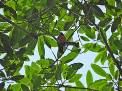 Trogon melanurus