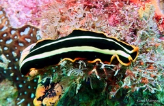 Pseudoceros dimidiatus