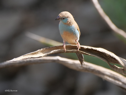 Red-cheeked Cordonbleu