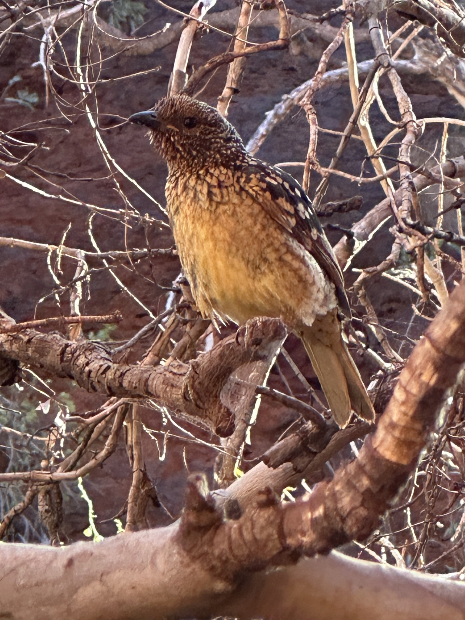 Western Bowerbird (Chlamydera guttata), photo 8