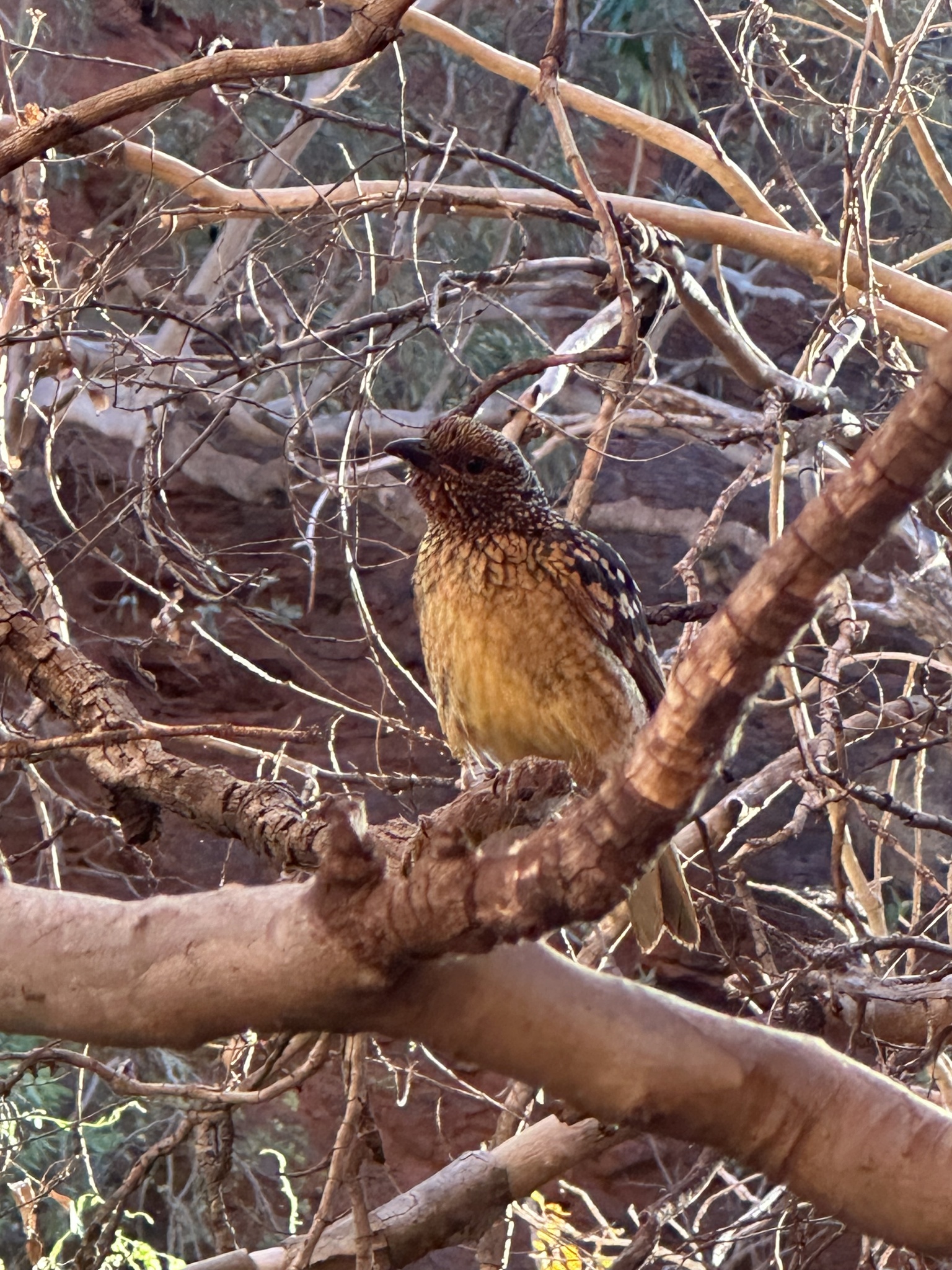 Western Bowerbird (Chlamydera guttata), photo 9