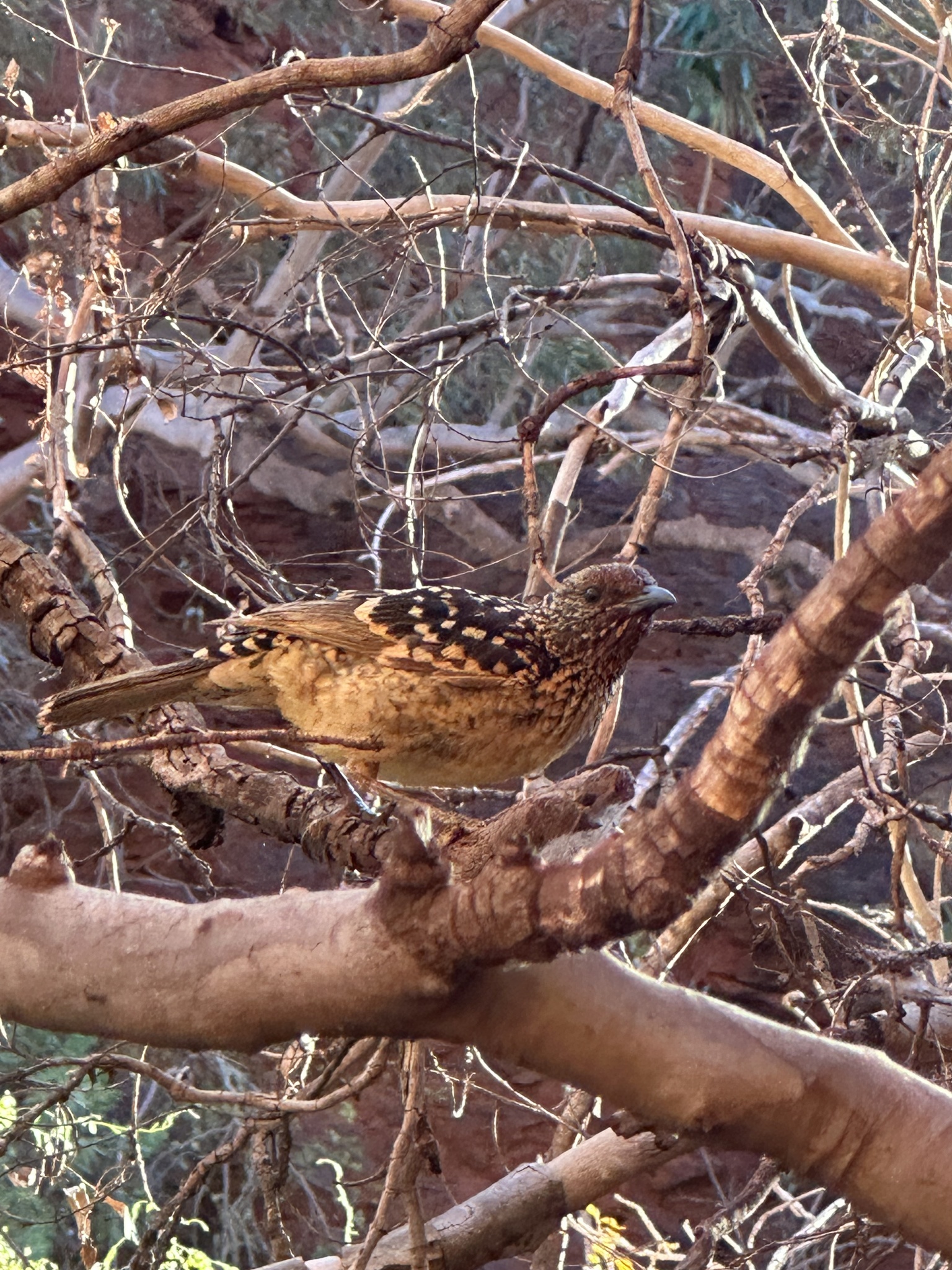 Western Bowerbird (Chlamydera guttata), photo 10