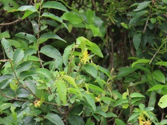 Grewia caffra