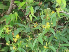Grewia caffra