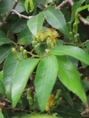 Grewia caffra