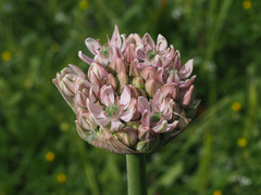 Allium nigrum
