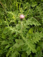 Cirsium creticum