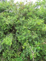 Grewia caffra
