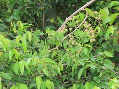 Asparagus natalensis