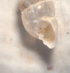 Gastrocopta corticaria