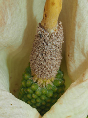Arum creticum