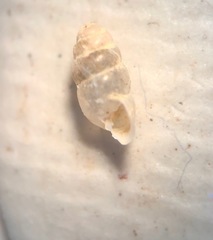 Gastrocopta corticaria
