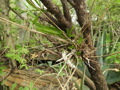 Polystachya dendrobiiflora