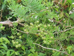 Asparagus natalensis