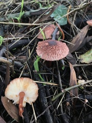 Lepiota castanescens