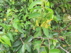 Grewia caffra