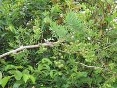 Asparagus natalensis