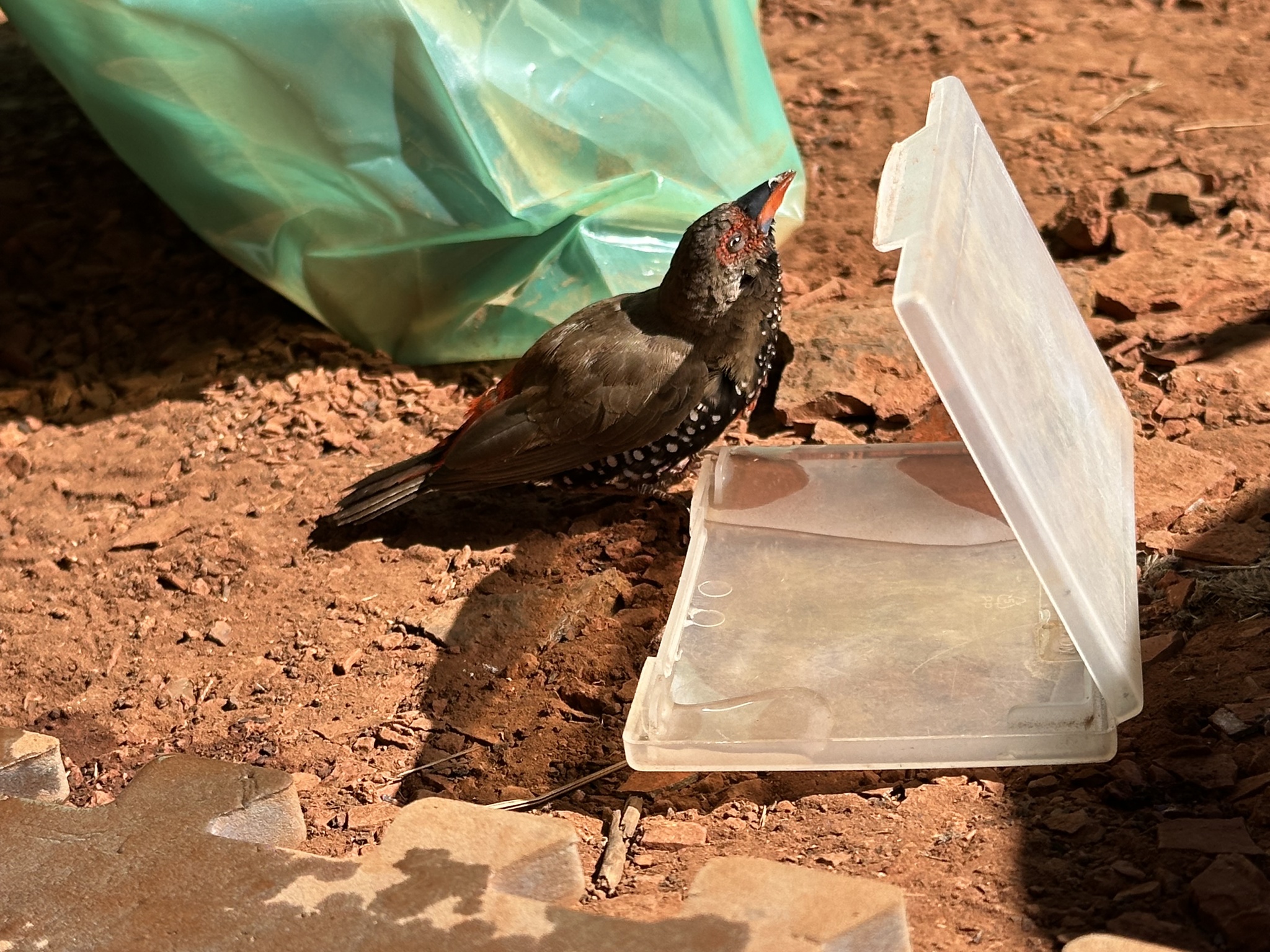 Painted Finch (Emblema pictum), photo 4