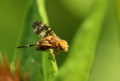 Oxyna flavipennis