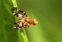 Oxyna flavipennis
