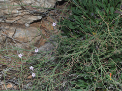 Limonium sitiacum