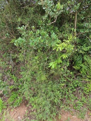 Asparagus natalensis
