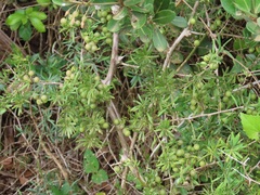 Asparagus natalensis