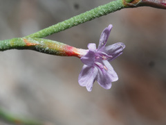 Limonium sitiacum