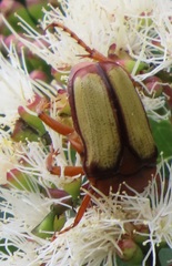 Anisorrhina serripes