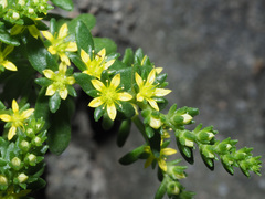 Sedum litoreum