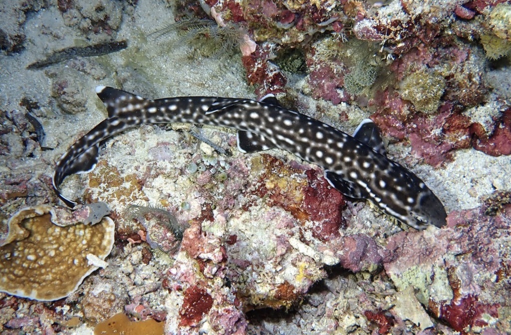 Coral catshark on July 30, 2019 at 07:23 PM by Mike Krampf. Found on a