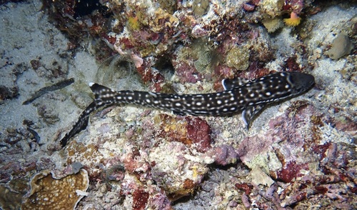Coral catshark (Atelomycterus marmoratus) — Scyliorhinidae — 2