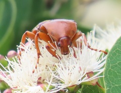 Anisorrhina serripes