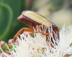 Anisorrhina serripes
