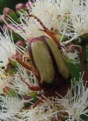 Anisorrhina serripes