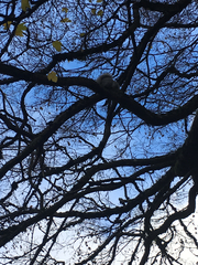 Sciurus carolinensis