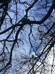 Sciurus carolinensis