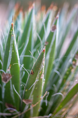 Agave filifera