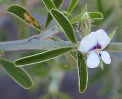 Psoralea spissa
