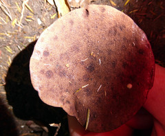 Porphyrellus brunneus image