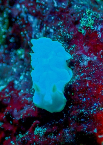 White Mantle Glossodoris — seen at this dive site