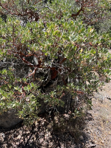 iNaturalist observation photo of Pringle's manzanita