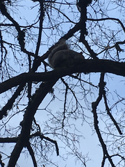 Sciurus carolinensis